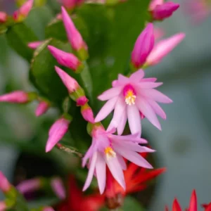 Pink Easter Cactus Plant - 4 Inch Pot - Flowering Indoor Succulent