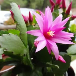 Pink Easter Cactus Plant - 4 Inch Pot - Flowering Indoor Succulent