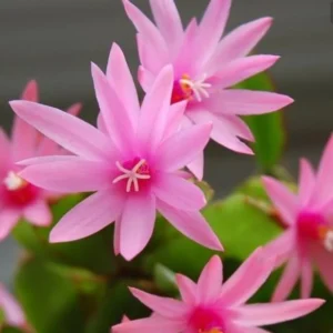 Pink Easter Cactus Plant - 4 Inch Pot - Flowering Indoor Succulent
