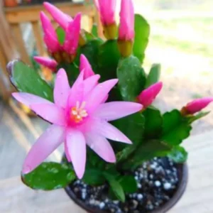 Pink Easter Cactus Plant - 4 Inch Pot - Flowering Indoor Succulent