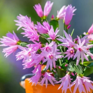 Pink Easter Cactus Plant Live - 3 to 6 Inch Houseplant Indoor Garden