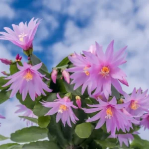 Pink Easter Cactus Plant Live - 3 to 6 Inch Houseplant Indoor Garden