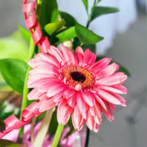 Pink Gerbera Daisy Plants Live - 3 Pack - 3-5 Inch Tall - Flowers
