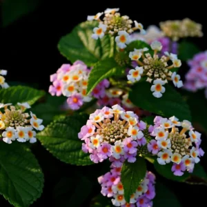 Pink Lantana Plants - Live Outdoor Flowers, 4 Inch Pot, Fragrant Butterfly Perennial