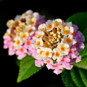 Pink Lantana Plants - Live Outdoor Flowers, 4 Inch Pot, Fragrant Butterfly Perennial
