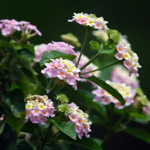 Pink Lantana Plants - Live Outdoor Flowers, 4 Inch Pot, Fragrant Butterfly Perennial