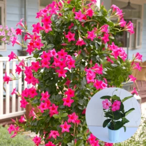 Pink Mandevilla Plants Live, 3 Vine Plants, Growing Indoor/Outdoor