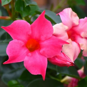 Pink Mandevilla Plants Live, 3 Vine Plants, Growing Indoor/Outdoor
