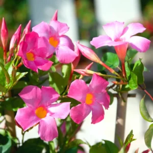 Pink Mandevilla Plants Live, 3 Vine Plants, Growing Indoor/Outdoor