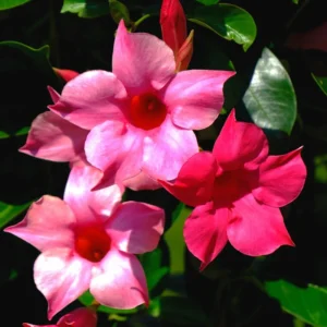 Pink Mandevilla Plants Live, 3 Vine Plants, Growing Indoor/Outdoor