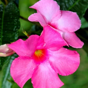 Pink Mandevilla Plants Live, 3 Vine Plants, Growing Indoor/Outdoor