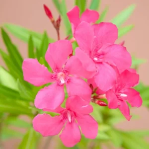 Pink Oleander Plant, 4 Inch Pot