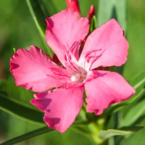 Pink Oleander Plant, 4 Inch Pot