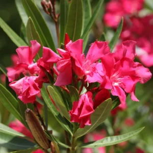 Pink Oleander Plant, 4 Inch Pot