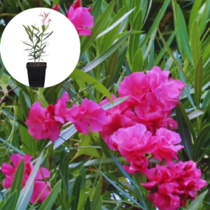 Pink Oleander Plants Live - 3 Starter Plants - Fragrant Garden Plant