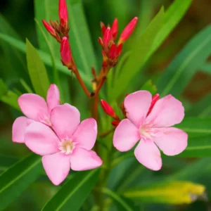 Pink Oleander Plants Live - 3 Starter Plants - Fragrant Garden Plant