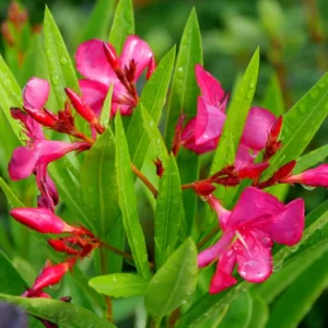 Pink Oleander Plants Live - 3 Starter Plants - Fragrant Garden Plant
