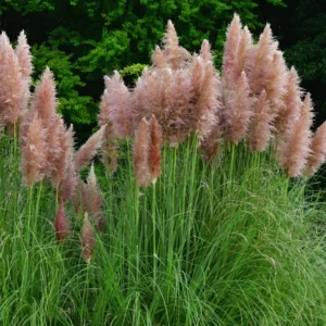 Pink Pampas Grass Plants - Live Ornamental Grass, 5-8 Inches, Zone 7-11
