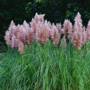 Pink Pampas Grass Plants - Live Ornamental Grass, 5-8 Inches, Zone 7-11