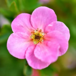 Pink Potentilla Plant, 4 Inch Pot - Shrubby Cinquefoil