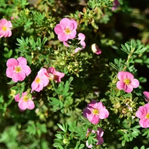 Pink Potentilla Plant, 4 Inch Pot - Shrubby Cinquefoil