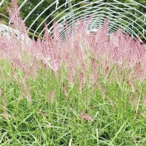 Pink Rose Fountain Grass