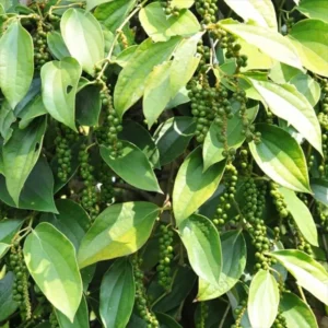 Piper Nigrum Live Plant - Black Pepper Plant Starter - 5-8 Inches