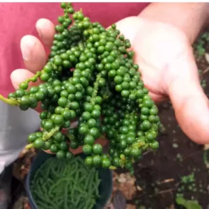 Piper Nigrum Live Plant - Black Pepper Plant Starter - 5-8 Inches