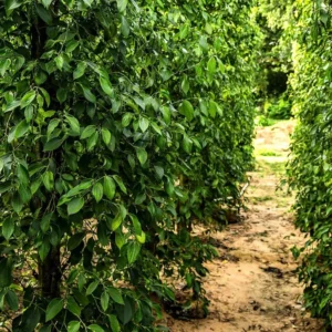 Piper Nigrum Live Plant - Black Pepper Plant Starter - 5-8 Inches