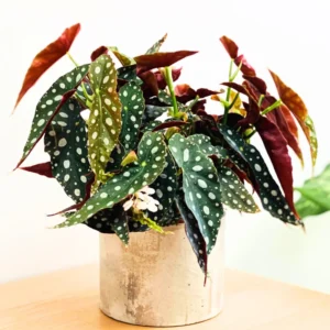 Polka Dot Begonia Plant - Live Begonias - 3-5 Inches - Indoor/Outdoor Houseplant