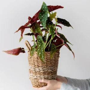 Polka Dot Begonia Plant - Live Begonias - 3-5 Inches - Indoor/Outdoor Houseplant
