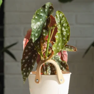 Polka Dot Begonia Plant - Live Begonias - 3-5 Inches - Indoor/Outdoor Houseplant