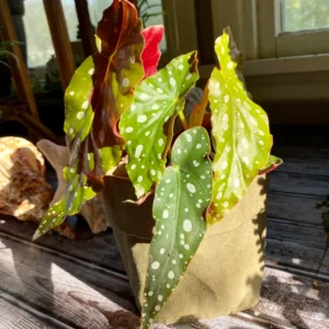 Polka Dot Begonia Plant - Live Begonias - 3-5 Inches - Indoor/Outdoor Houseplant