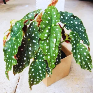Polka Dot Begonia Plant Live Indoor Houseplant 5 Inches No Pot