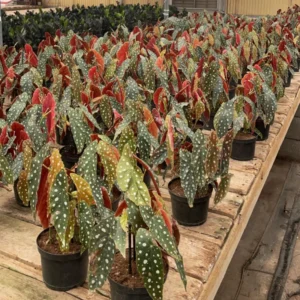 Polka Dot Begonia Plant Live Indoor Houseplant 5 Inches No Pot