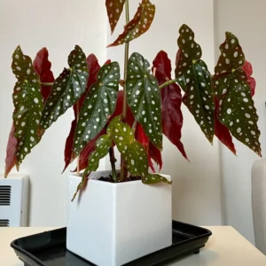 Polka Dot Begonia Plant Live Indoor Houseplant 5 Inches No Pot