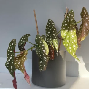 Polka Dot Begonia Plant Live Indoor Houseplant 5 Inches No Pot