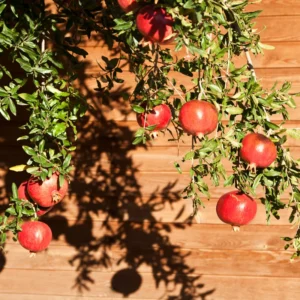 Pomegranate Tree Live Plant - 10-12 Inches Tall - Fruit Tree for Home Garden