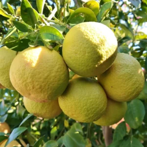 Ponderosa Lemon Tree - 2 to 3 Foot Tree - Citrus Tree Sapling