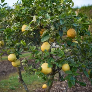 Ponderosa Lemon Tree - 2 to 3 Foot Tree - Citrus Tree Sapling