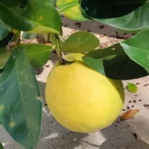 Ponderosa Lemon Tree - 2 to 3 Foot Tree - Citrus Tree Sapling