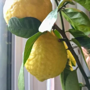 Ponderosa Lemon Tree - 2 to 3 Foot Tree - Citrus Tree Sapling