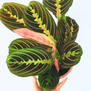 Prayer Plants Live House Plants - 2 Maranta Indoor Plants 4-6 Inch Bareroot