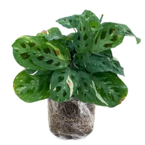 Prayer Plants Live House Plants - 2 Maranta Indoor Plants 4-6 Inch Bareroot
