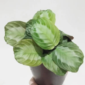 Prayer Plants Live House Plants - 2 Maranta Indoor Plants 4-6 Inch Bareroot