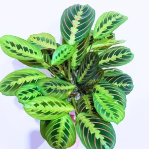Prayer Plants Live House Plants - 2 Maranta Indoor Plants 4-6 Inch Bareroot