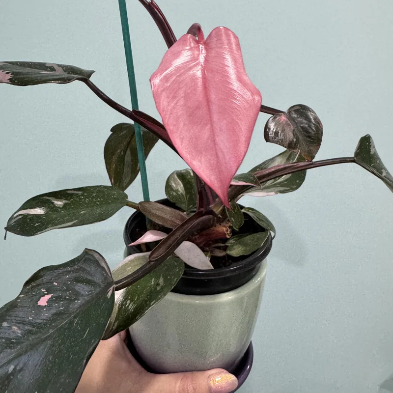 Princess Philodendron Plant Live 3 Inch Rooted Potted Indoor