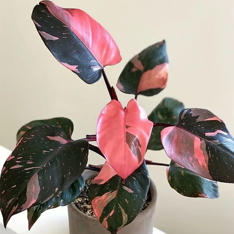 Princess Philodendron Plant Live 3 Inch Rooted Potted Indoor