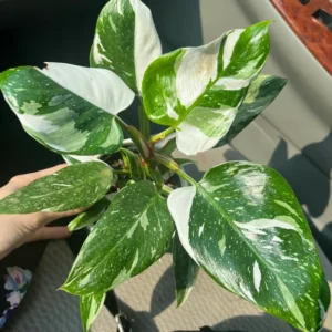 Princess Philodendron Plant Live 3 Inch Rooted Potted Indoor