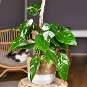Princess Philodendron Plant Live - Rare Indoor Plant 3 Inch Pot
